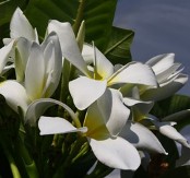 White Frangipani, Plumeria, Plumeria rubra white selection